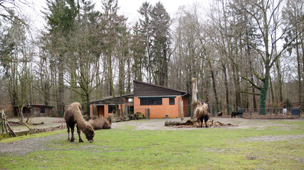 Trampeltiere im Tierpark in Cottbus