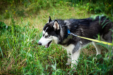 Naklejka na ściany i meble A black and white Siberian husky walking on a summer field.