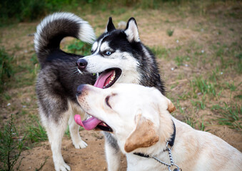 A friendly walk of a dark Husky and a white Labrador.