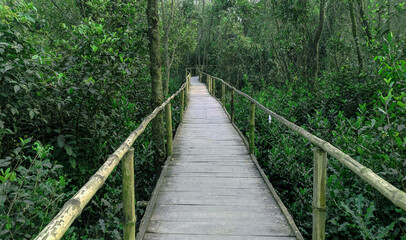 Wooden bridge through Sundarban forest of Bangladesh