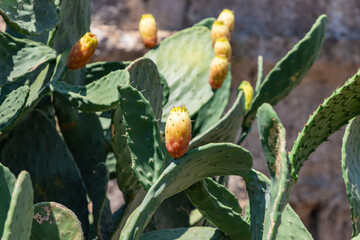 Opuntia ficus or prickly pear cactus with fruit.