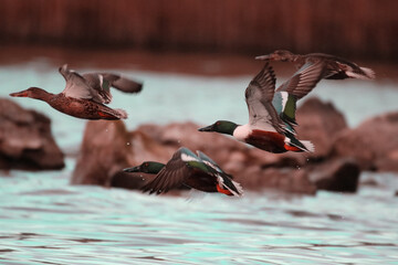 Flying shoveled ducks in winter.