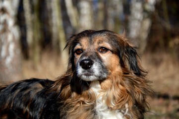 Fototapeta premium A dog for a walk in the park. Lake-winter atmosphere. Man's best friend. Cute.
