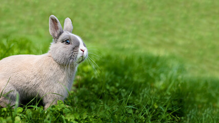 Little funny dwarf rabbit. Easter bunny on a green background. Copy space