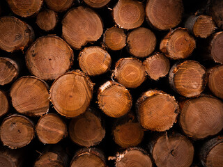 Fototapeta premium Troncs d'arbres fraichement coupés et empilés par des bucherons - Pile of wooden trunk, newly sawn timber