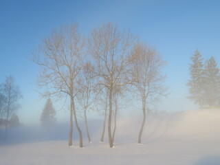 Natur im Nebel