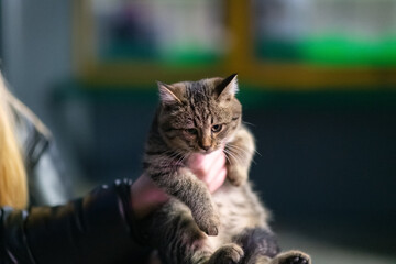 Gray kitten in her arms in the evening city with poor lighting.