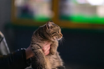 Gray kitten in her arms in the evening city with poor lighting.