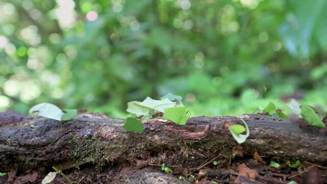 Leafcutter ants in Corcovado National Park, Osa Peninsula, Costa Rica, Central America