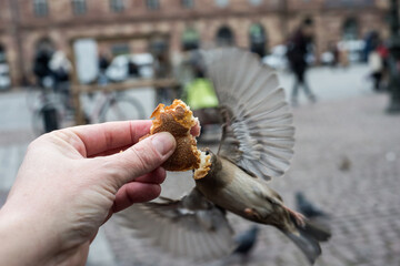 Closeup of sparrows eating sandwich in hand of man in the street
