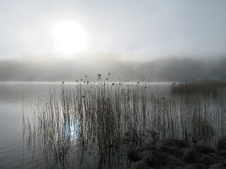 Natur im Nebel