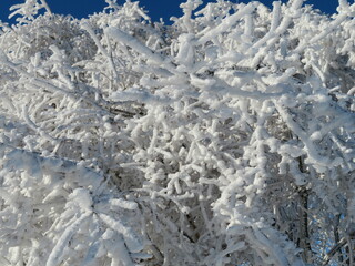 Frozen Trees / Gefrorene Bäume / Winterfrost