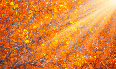 Multi colored autumn maple leaves on a tree branch with sun rays