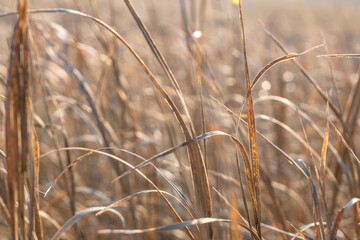 Fototapeta premium Golden spikelets in the sunlight