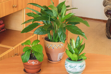 On a wooden coffee table, there are pots with homemade flowers, spathiphyllum, indoor hydrangea, low sansevieria. Favorite hobby for the care and cultivation of indoor flowers. 