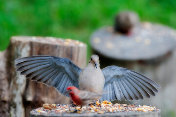 Mourning dove landing of log with house finch