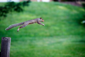 Squirrel jumping to safe haven