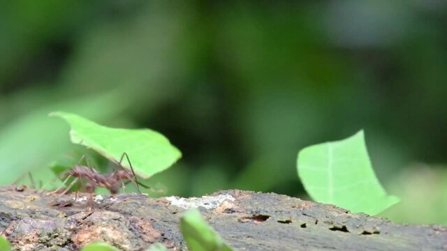 Leafcutter ants in Corcovado National Park, Osa Peninsula, Costa Rica, Central America