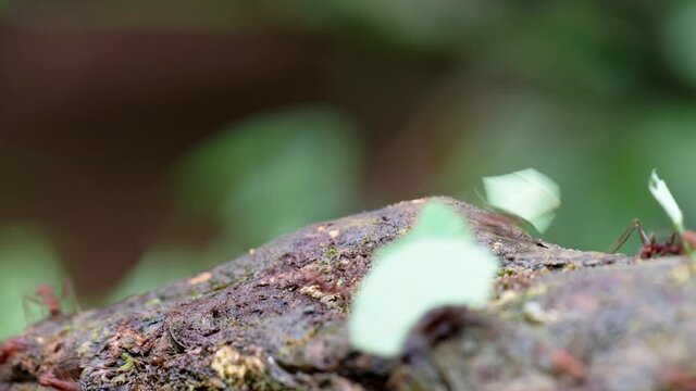 Leafcutter ants in Corcovado National Park, Osa Peninsula, Costa Rica, Central America