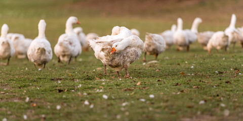 A lot of  white fattening geese on a meadow