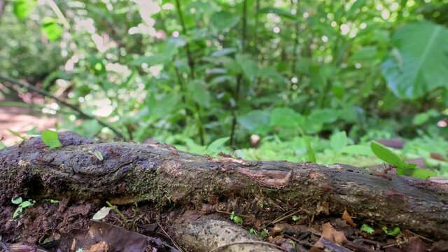 Leafcutter ants in Corcovado National Park, Osa Peninsula, Costa Rica, Central America