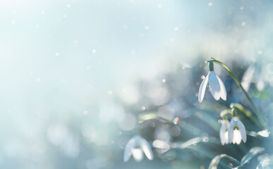 Spring Snowdrop Flowers with Water Drops in Spring Forest on Blue Background of Sun and Blurred Bokeh Lights.