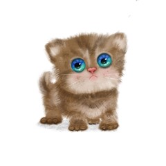 Obraz premium Kitten with blue eyes stands on the floor