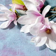Plakat Beautiful pink magnolia flowers on branches with leaves