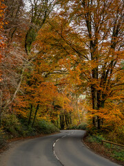 Autumn colours from trees lining the road in North Devon, England. Vertical shot.