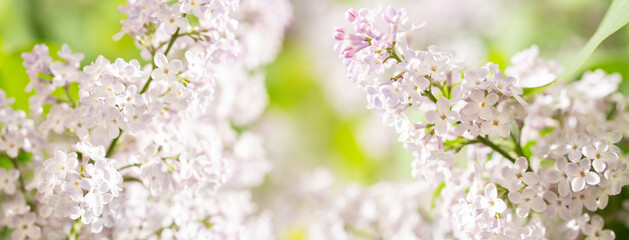 Colorful branches of lilac flowers in a garden