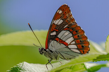 Silvano Azzurro