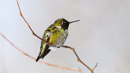 Fototapeta premium Anna's Hummingbird rests in profile on a winter twig with green color on display and long beak during winter in King County Washington State