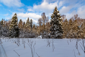 Winter sunny snowy forest