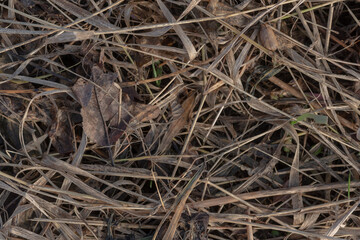 Dried leaves and grass in autumn..