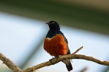 Colorful superb starling is sitting on a branch