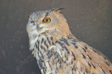 Portrait of an eurasian eagle-owl