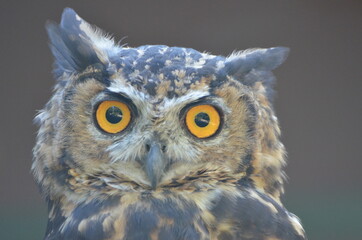 Portrait of a great horned owl