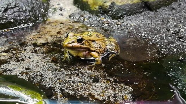Frog in an aquarium, artificial environment