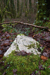 A quartzite boulder in woodland