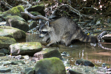 Raccoon eating along stream in woods © dfriend150