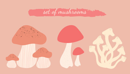 A set of edible mushrooms. Flat vector illustration.