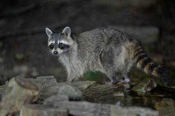 Raccoon eating along stream in woods