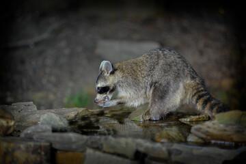 Raccoon eating at night