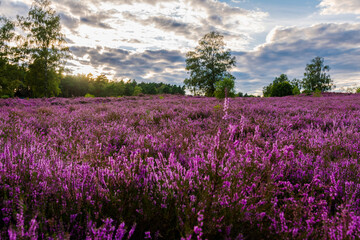 Fototapeta na wymiar Lüneburger Heide am Wietzer Berg am Abend bei der Heideblüte Hügelgräber am Wietzerberg