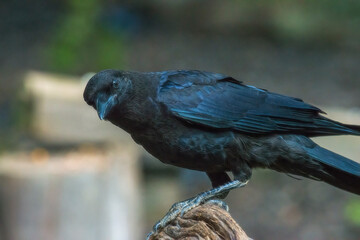 Crow cocking his head and looking