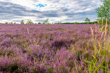 Lüneburger Heide am Wietzer Berg am Abend bei der Heideblüte Hügelgräber am Wietzerberg
