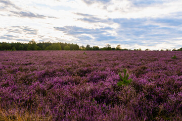Lüneburger Heide am Wietzer Berg am Abend bei der Heideblüte Hügelgräber am Wietzerberg