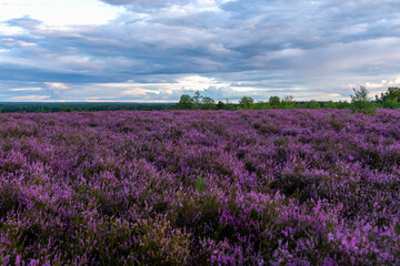 Lüneburger Heide am Wietzer Berg am Abend bei der Heideblüte Hügelgräber am Wietzerberg