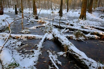 Wetlands with fallen trunks in a winter scenery.