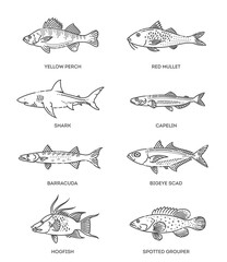 Obraz premium Set of vector outline fish icons. Vector flat collection